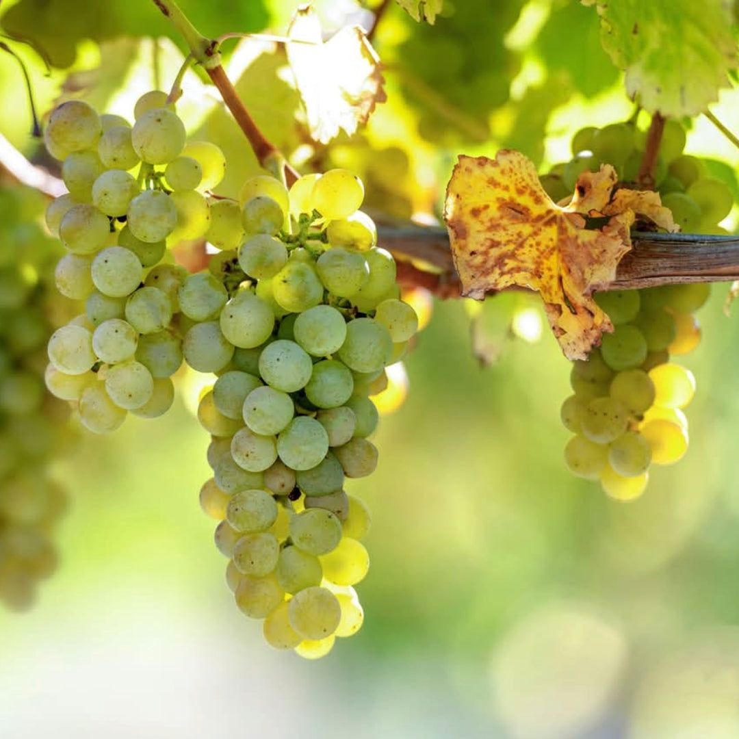 Greywacke Sauvignon Blanc