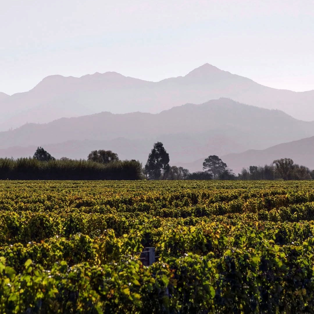 Greywacke Sauvignon Blanc