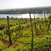Louis Guntrum Dry Riesling