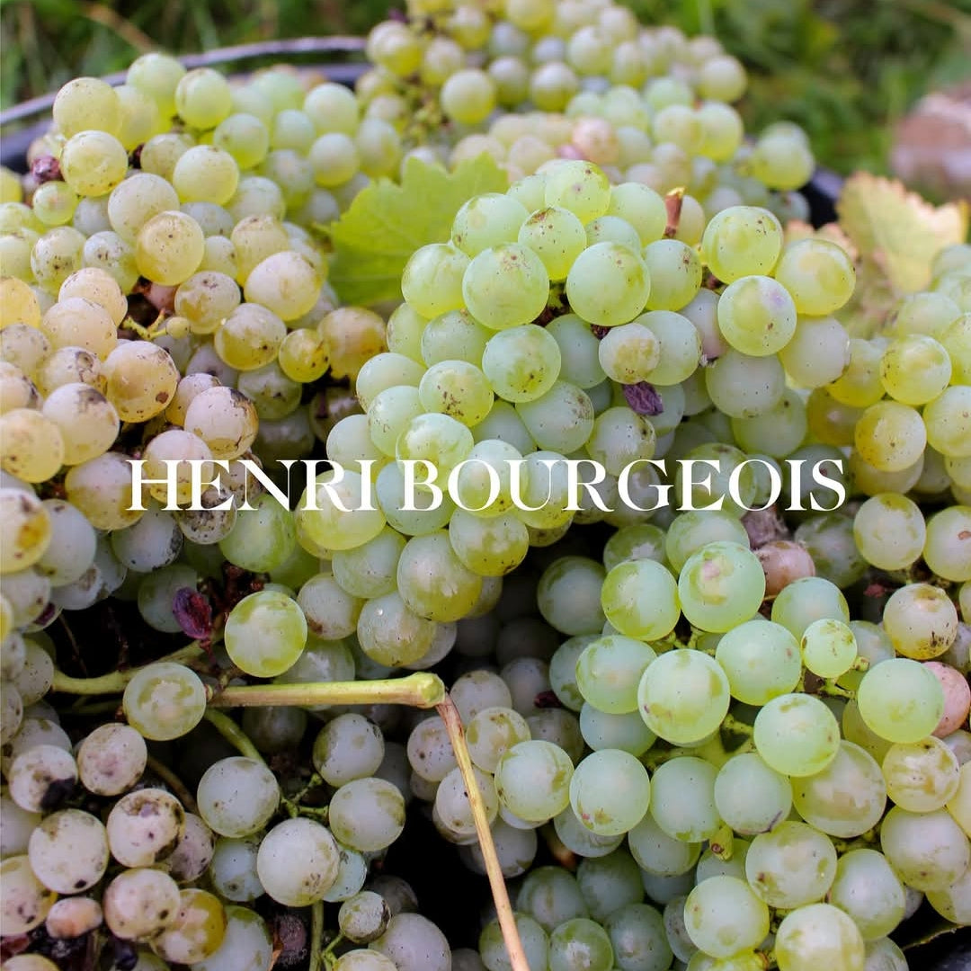 Henri Bourgeois Sancerre la Vignes Blanches