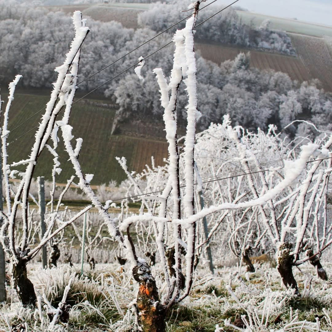 Henri Bourgeois Sancerre la Vignes Blanches