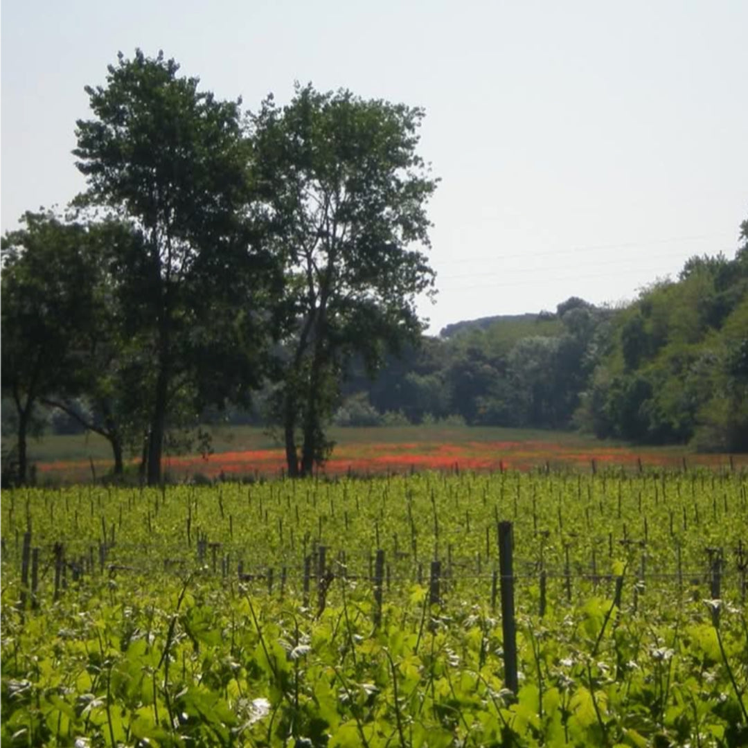 Domaine De L'Herbe Sainte Cinsault Rose