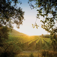 Jose Maria Da Fonseca Setubal Tinto Reserva