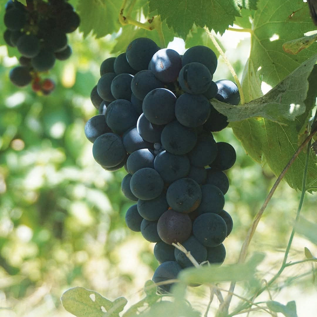 Jose Maria Da Fonseca Setubal Tinto Reserva