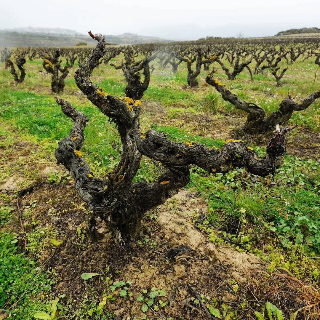 Juan Gil Monastrell 4 Meses