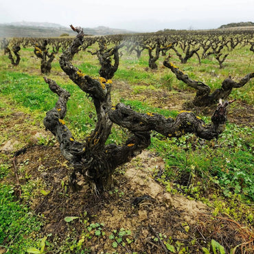 Juan Gil Monastrell 4 Meses