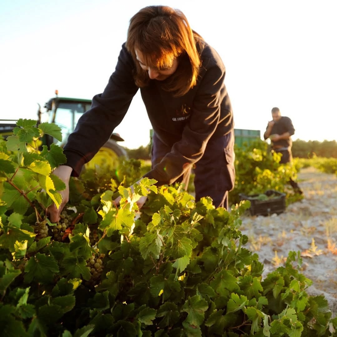 Juan Gil Monastrell 4 Meses