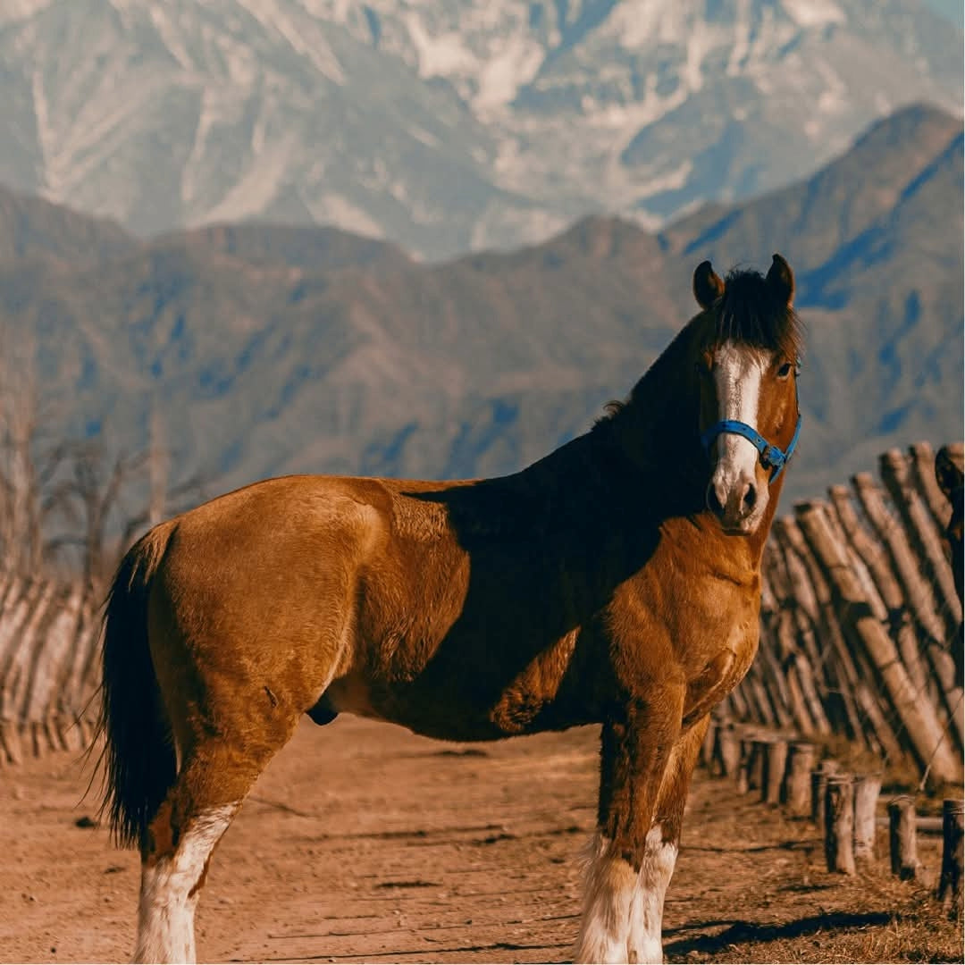 Kaiken Classico Malbec
