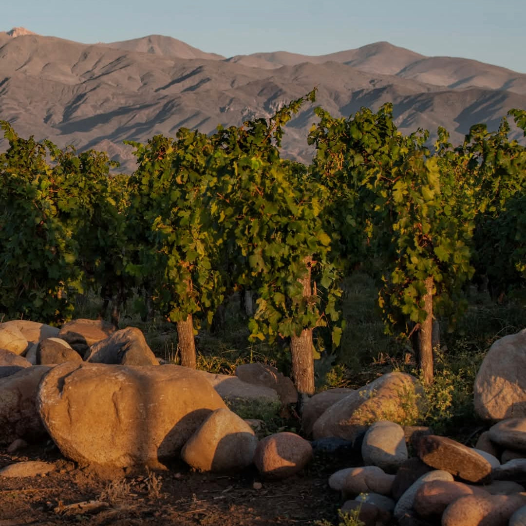 Kaiken Classico Malbec