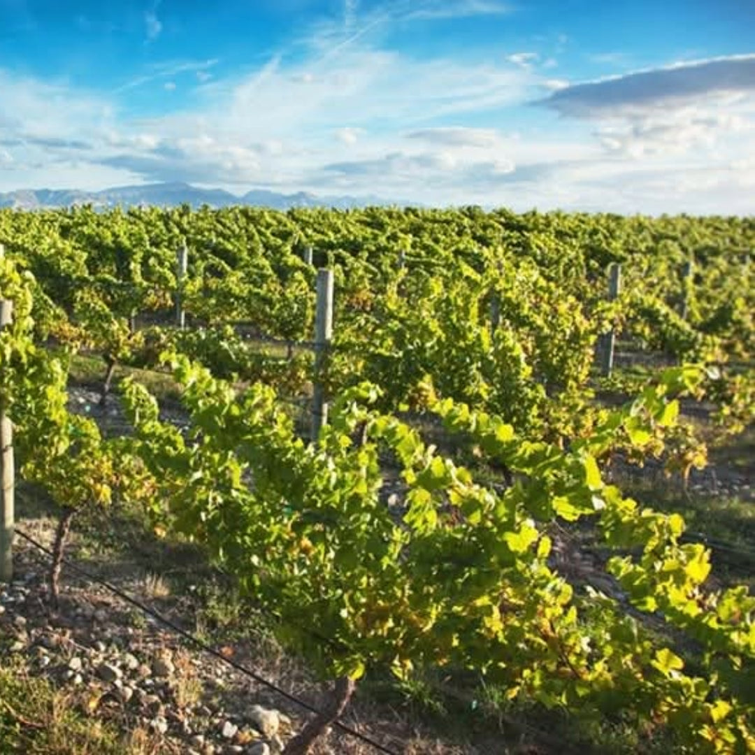 Kim Crawford Sauvignon Blanc