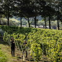 Knotfield 2024 Classic Brut