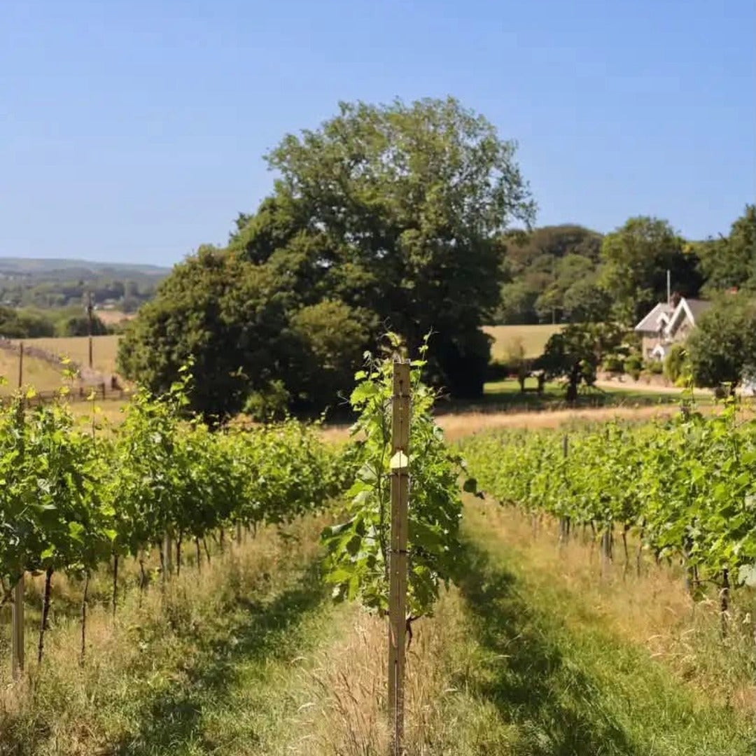 Knotfield 2024 Classic Brut