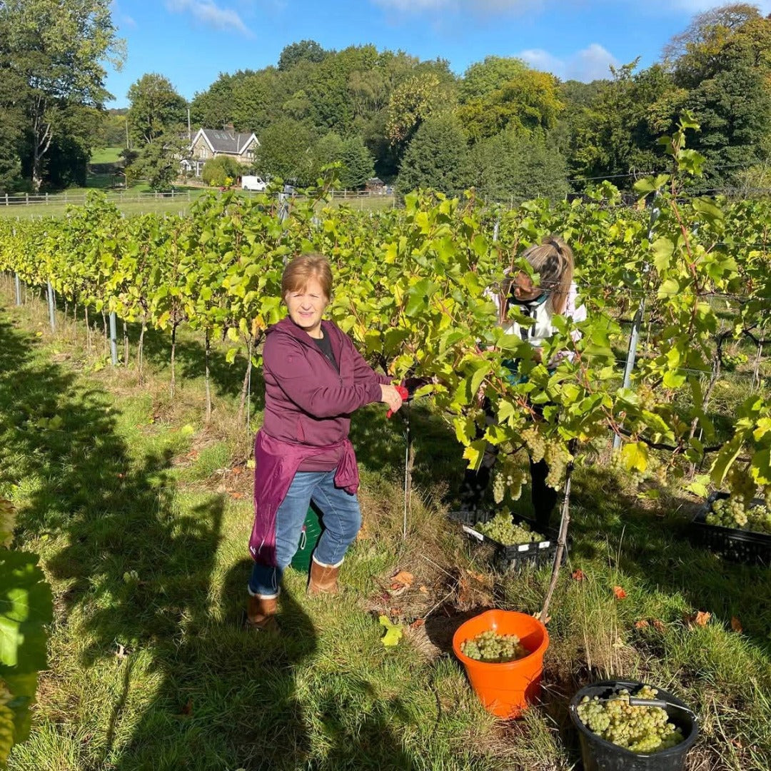 Knotfield 2024 Classic Brut
