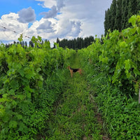 Solar Del Alma Torrontes