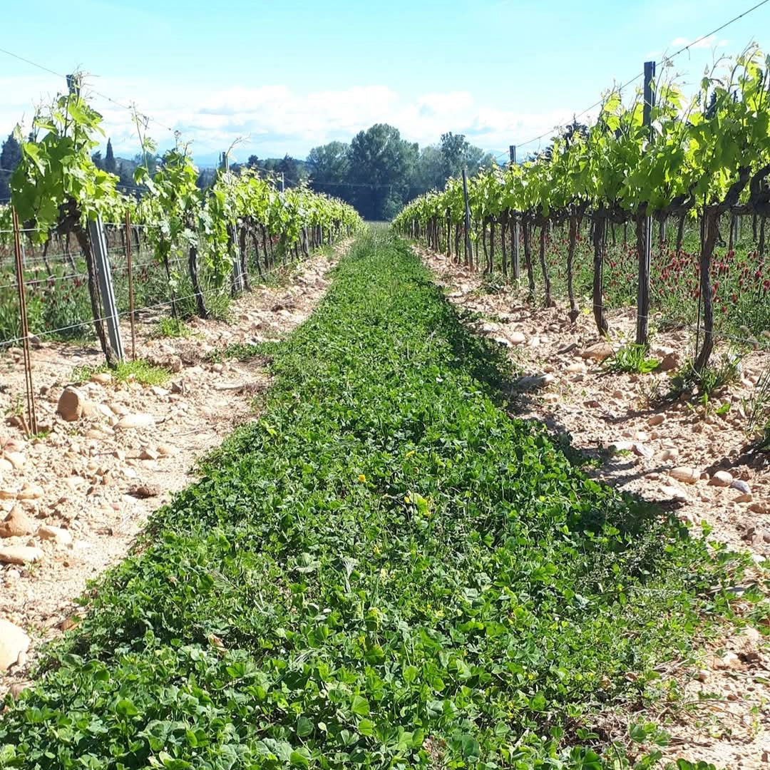 Domaine Lafond Roc-Epine Tavel Rose