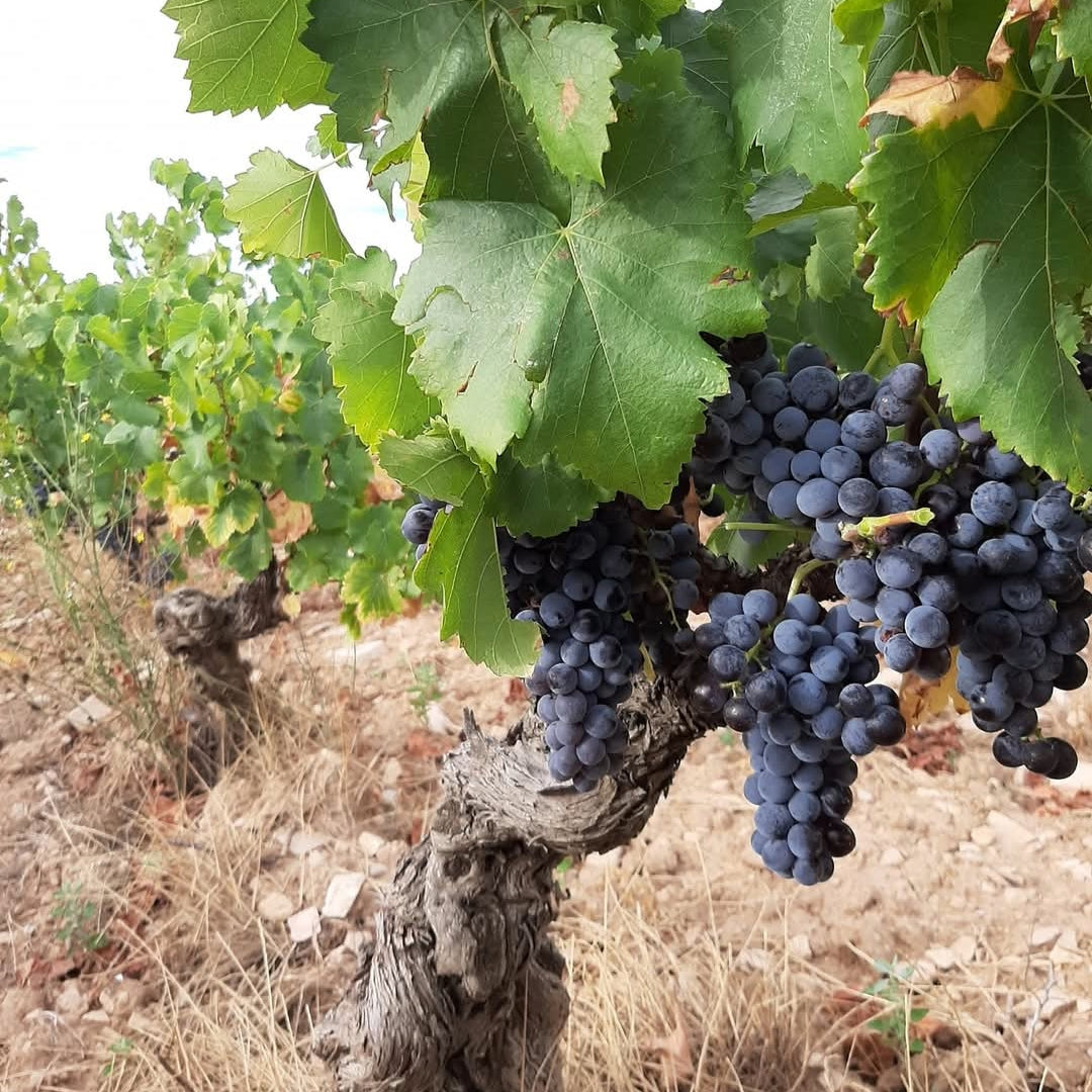 Domaine Lafond Roc-Epine Tavel Rose