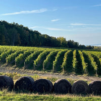 Lamoreaux Landing Rock Round Riesling
