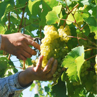 Lamoreaux Landing Rock Round Riesling