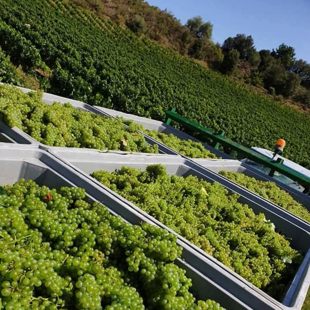 J.Laurens les Graimenous Cremant de Limoux