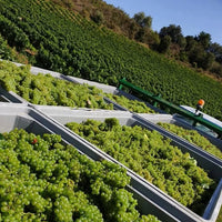 J.Laurens les Graimenous Cremant de Limoux