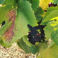 J.Laurens les Graimenous Cremant de Limoux