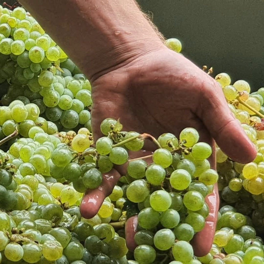 J.Laurens les Graimenous Cremant de Limoux
