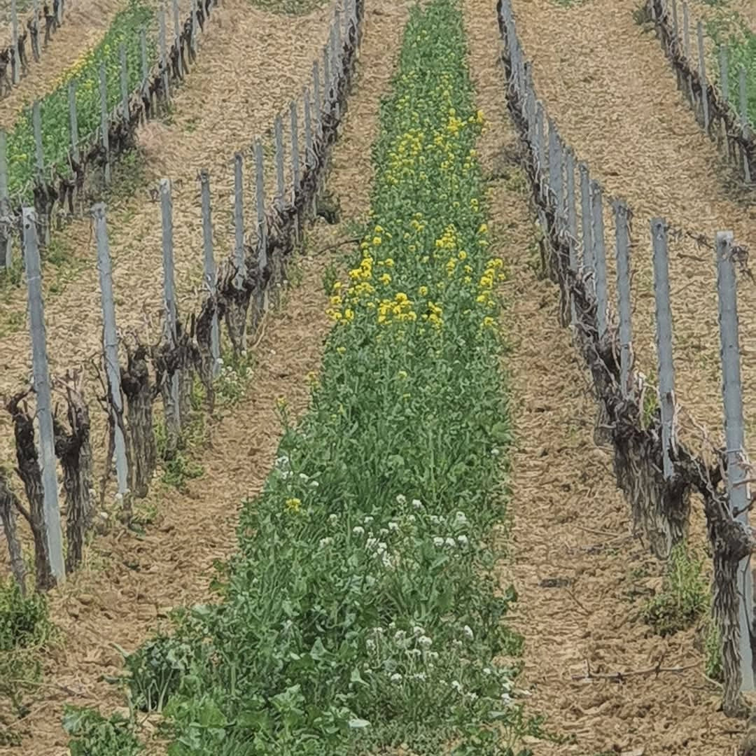 J.Laurens les Graimenous Cremant de Limoux