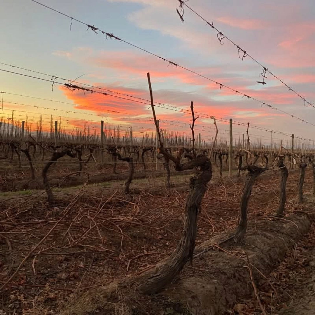 Bodegas Lopez Vasco Viejo Malbec