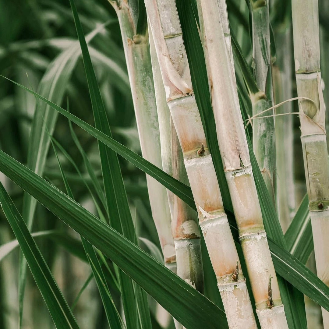 Admiral Rodney HMS Princessa