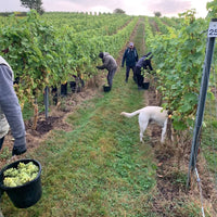 Lyme Bay Brut Reserve