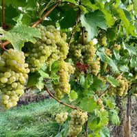 Lyme Bay Brut Reserve