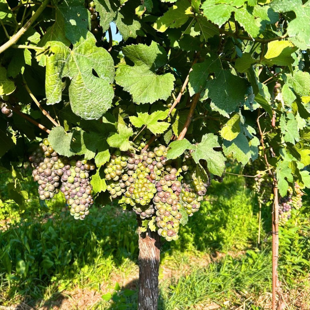 Maia Novapalma Organic Pinot Grigio