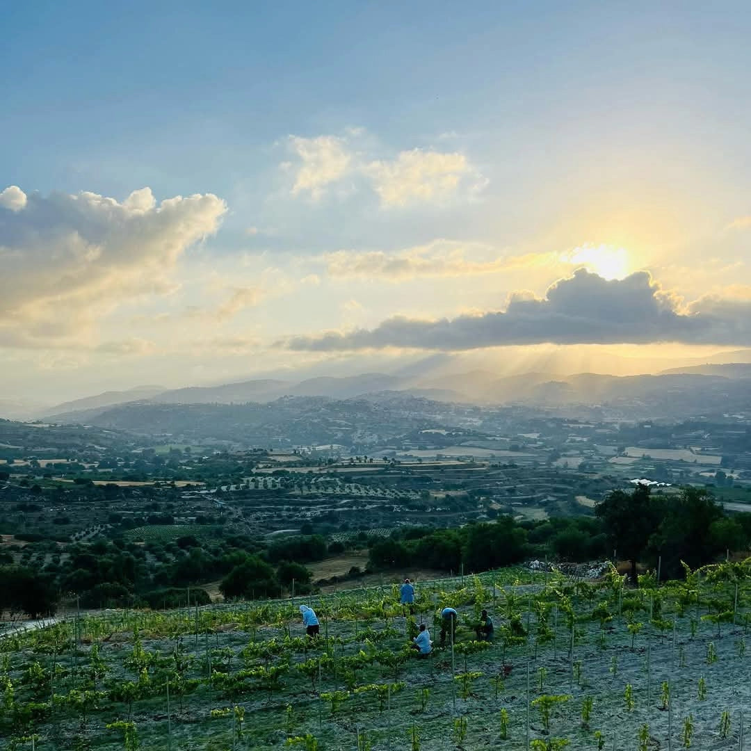 Makarounas Vineyards Giannoudi