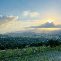 Makarounas Vineyards Giannoudi