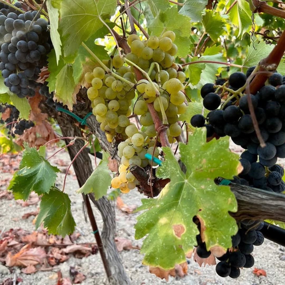 Makarounas Vineyards Giannoudi