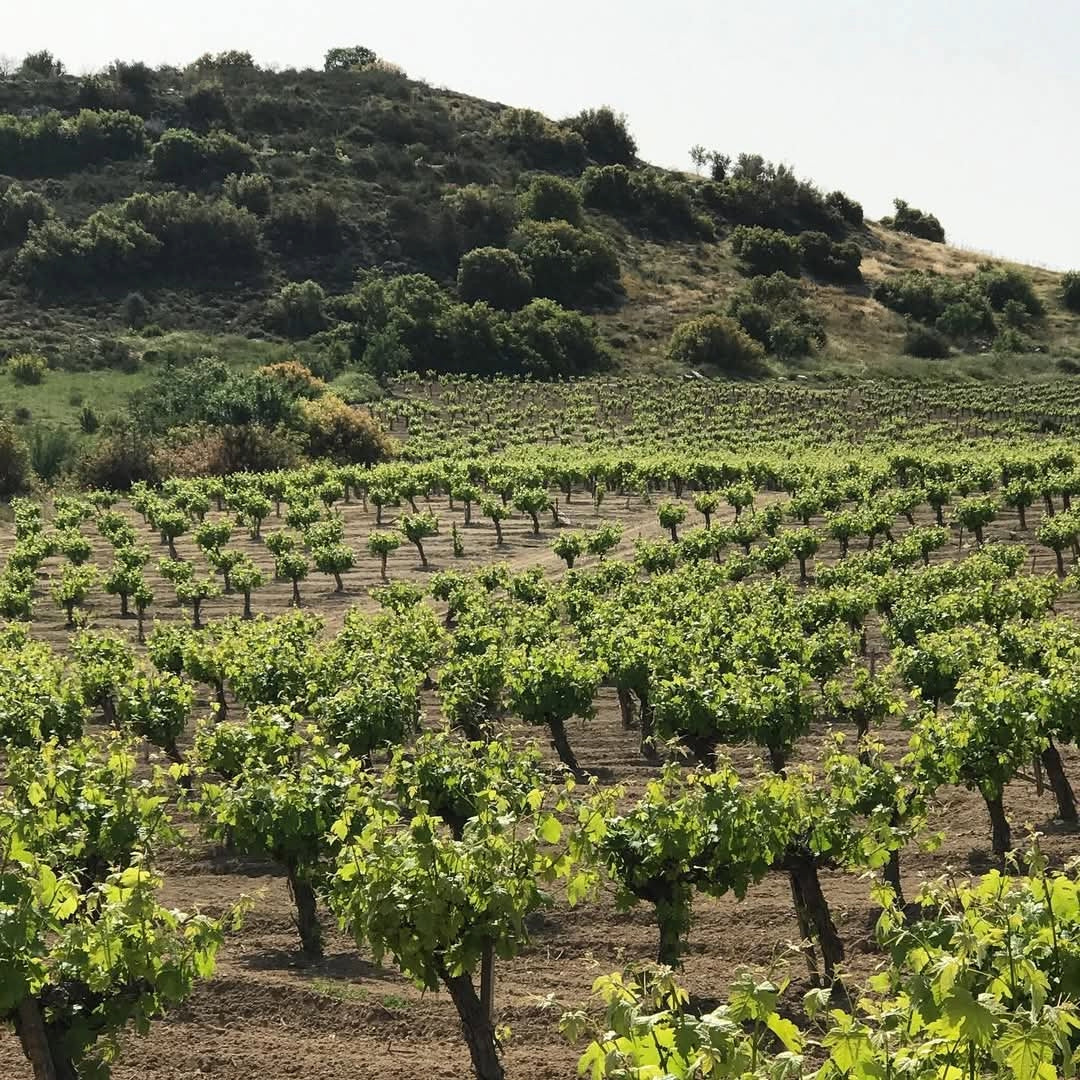 Makarounas Vineyards Giannoudi