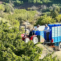 Makarounas Vineyards Giannoudi