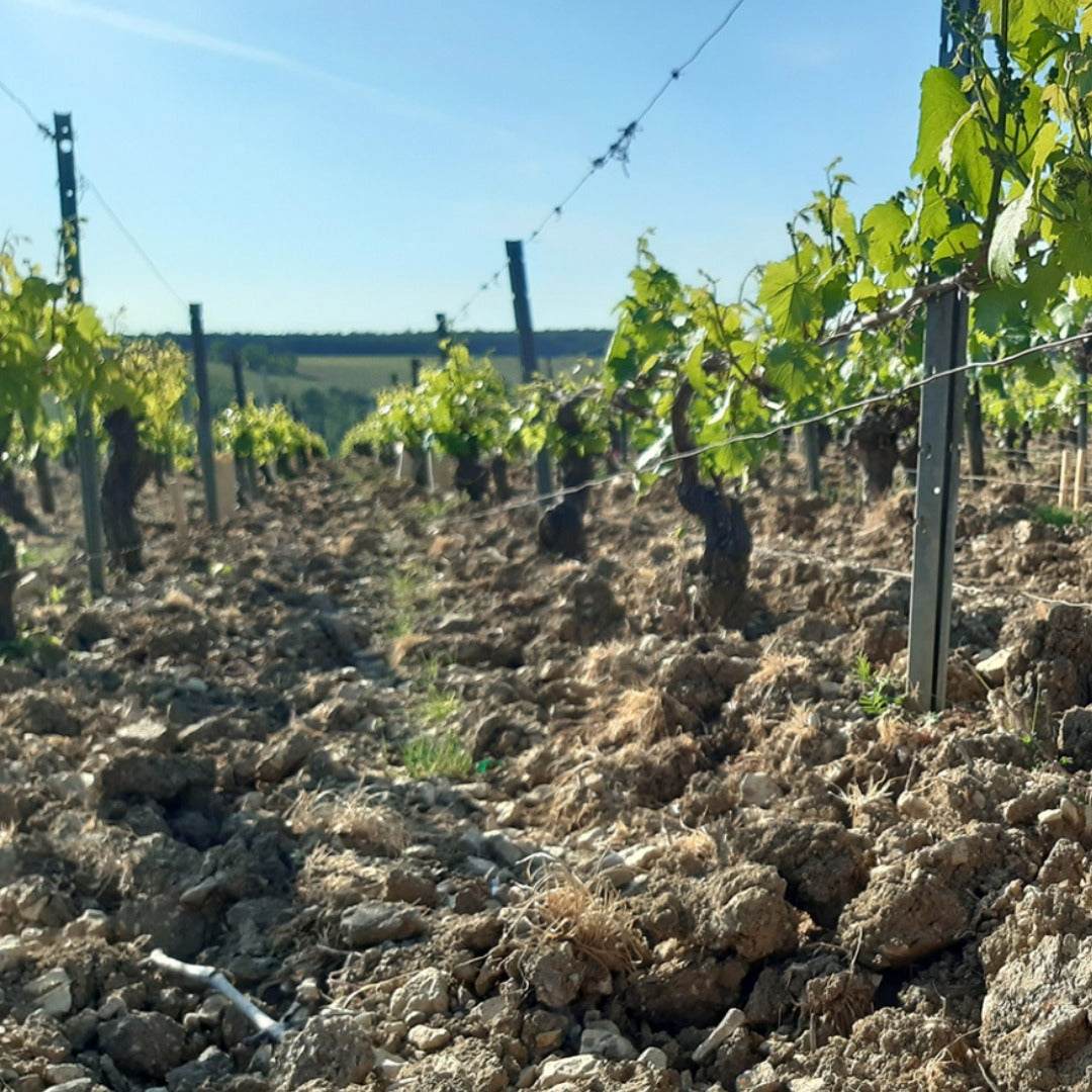 Domaine des Malandes Chablis Envers de Valmur
