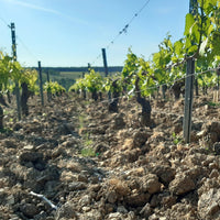 Domaine des Malandes Chablis Envers de Valmur
