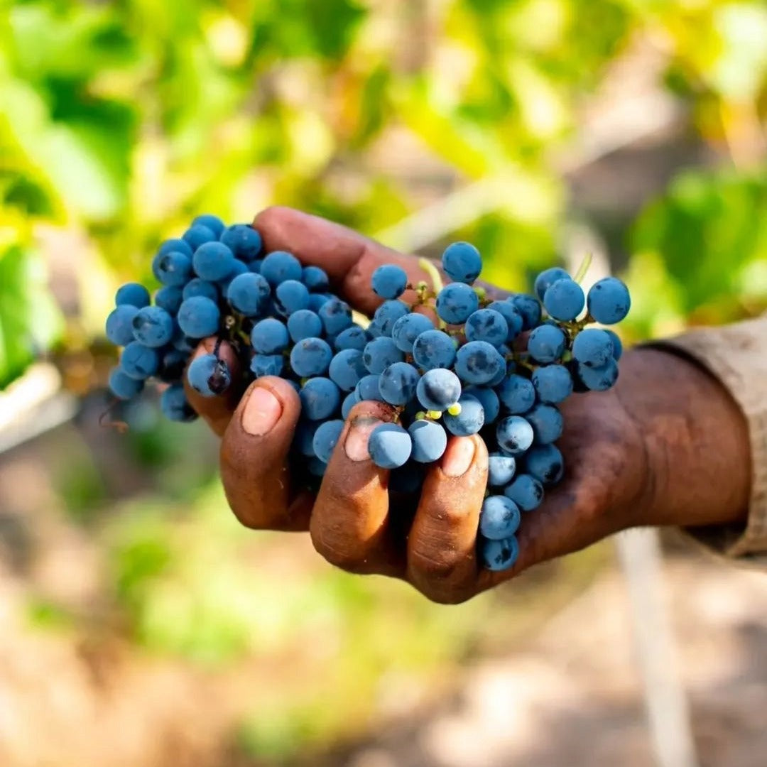 Manos Negras Red Soil Select Pinot Noir