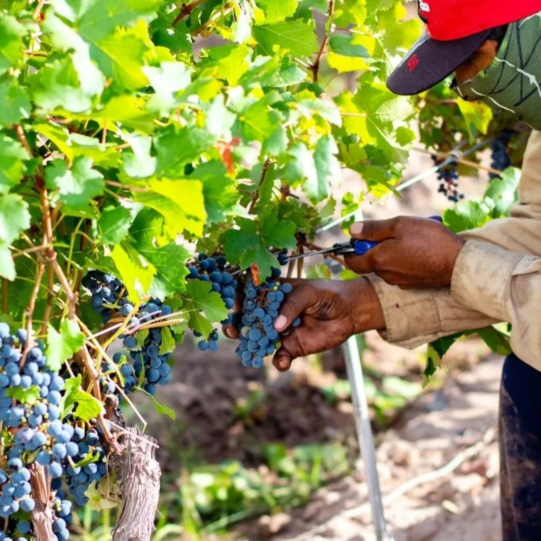 Manos Negras Red Soil Select Pinot Noir