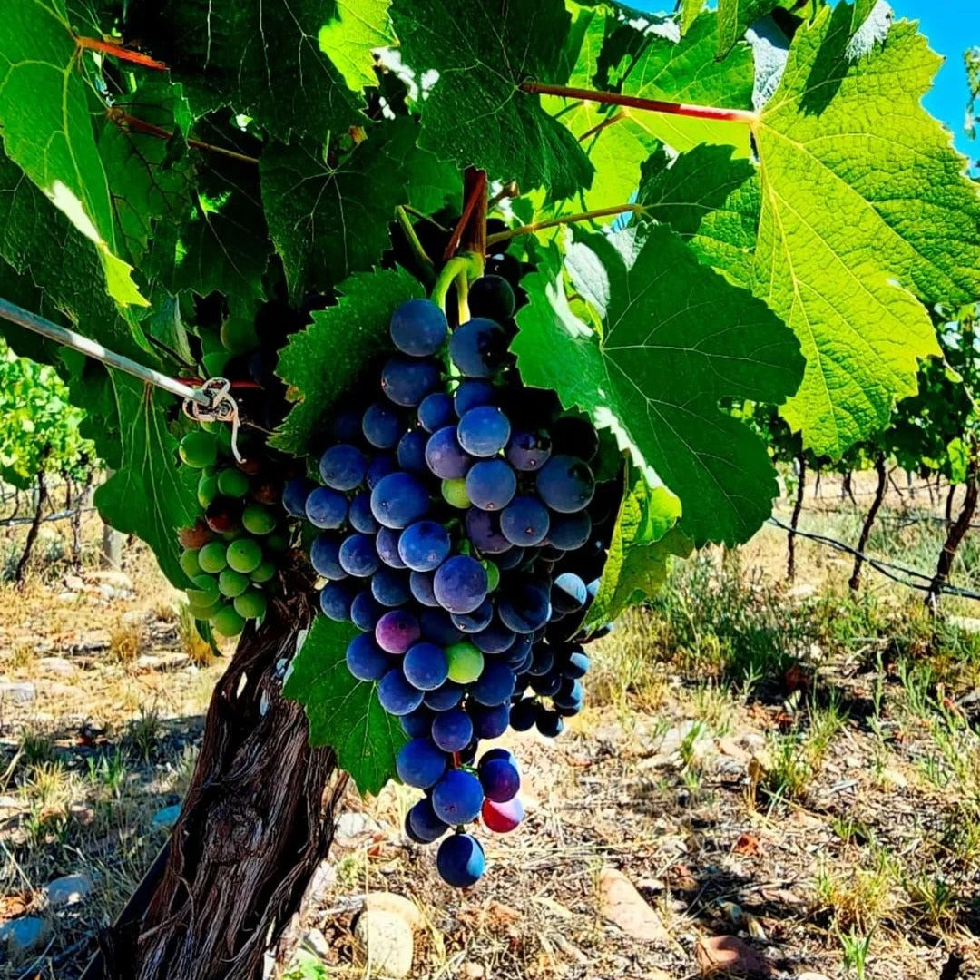 Manos Negras Red Soil Select Pinot Noir