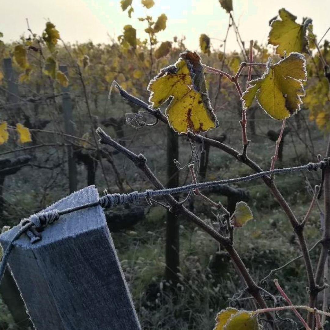 Chateau Buisson-Redon Bordeaux
