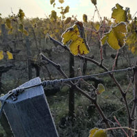 Chateau Buisson-Redon Bordeaux