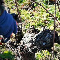 Chateau Buisson-Redon Bordeaux