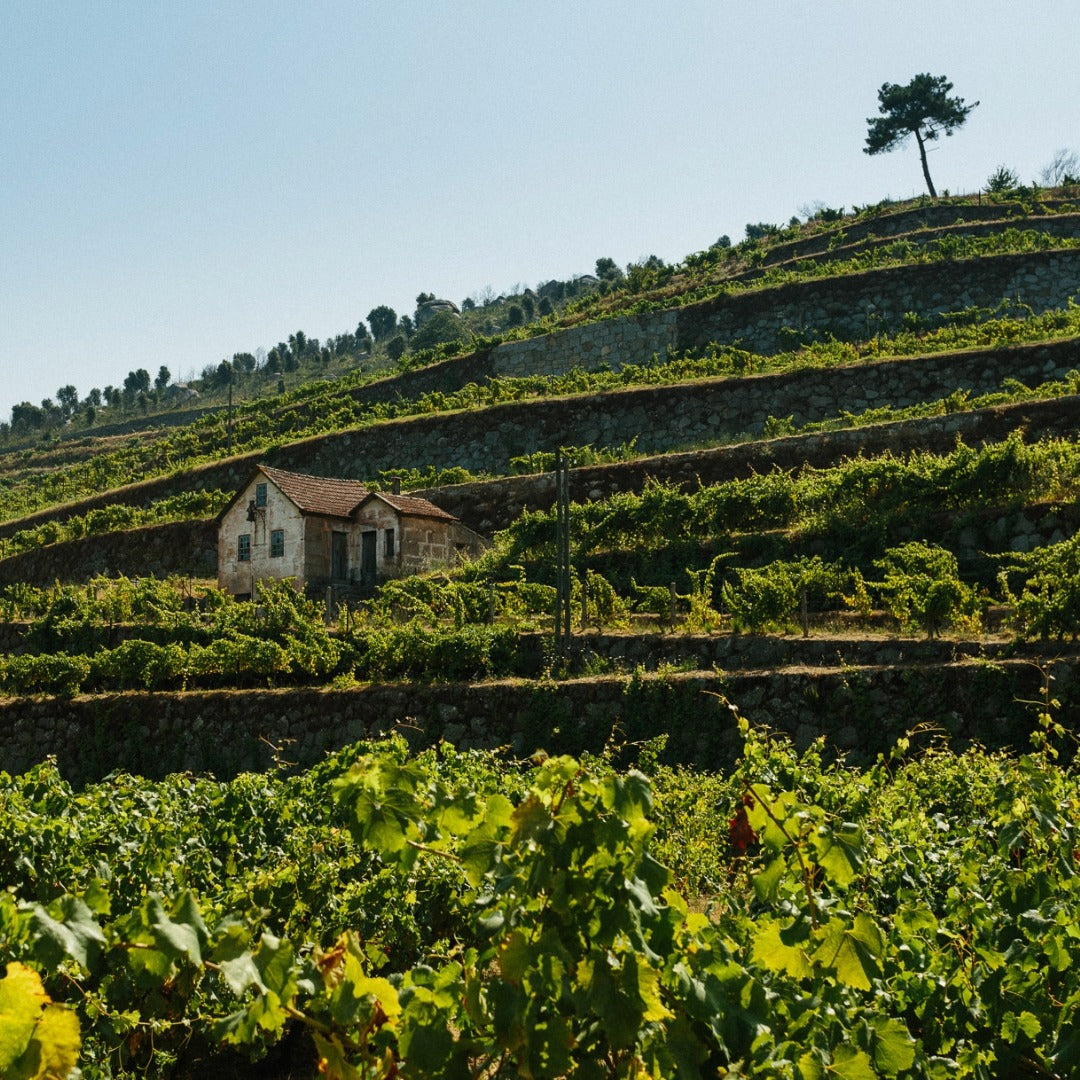 Monologo Arinto Organic Vinho Verde