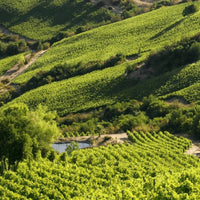 Montes Alpha Casablanca Chardonnay
