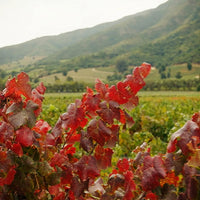 Montes Alpha Casablanca Chardonnay