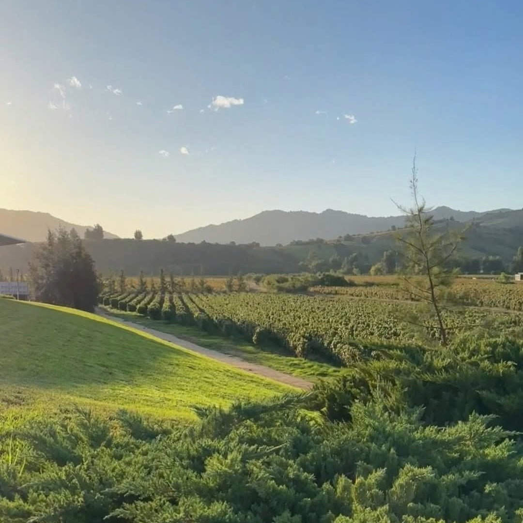 Montes Alpha Casablanca Chardonnay