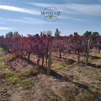 Dandelion Organic Malbec